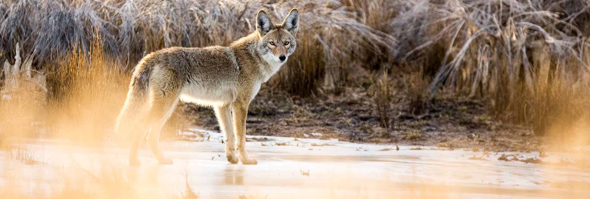 Coyote In The Wildlife